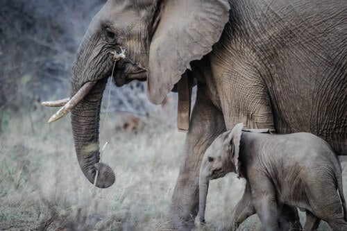 Mom elephant and baby elephant